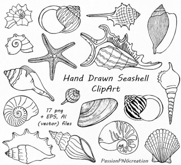 Моллюски раскраска