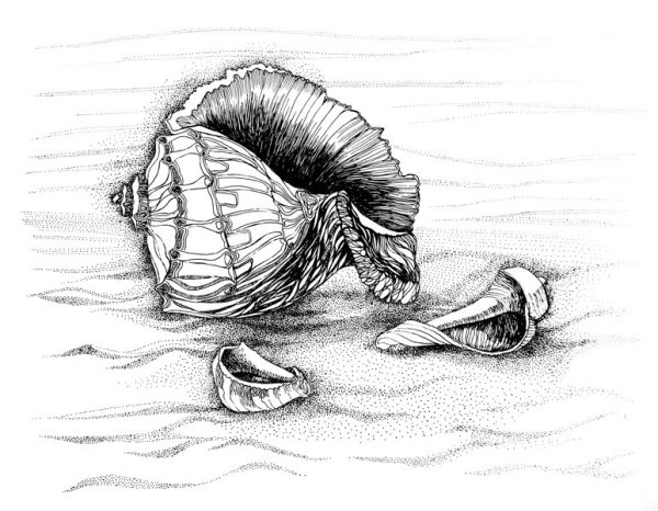 Ракушка рисунок