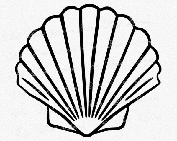Ракушка раскраска для детей