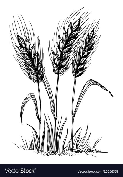 Пшеница рисунок карандашом