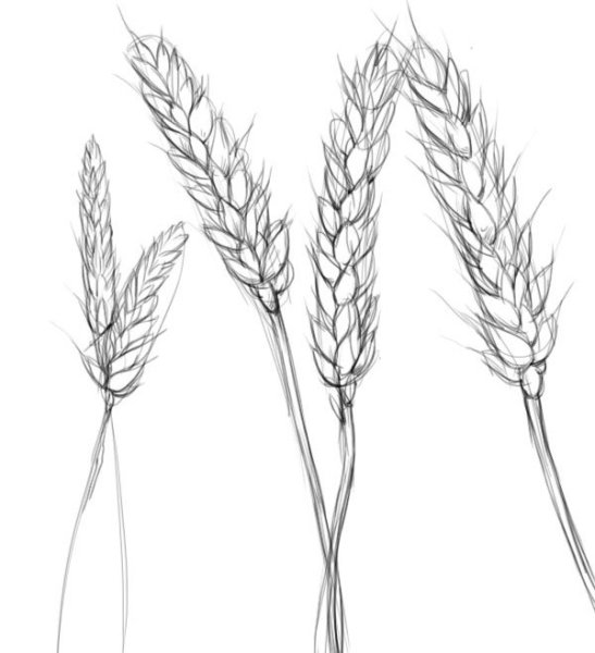 Раскраска колосок пшеницы для детей