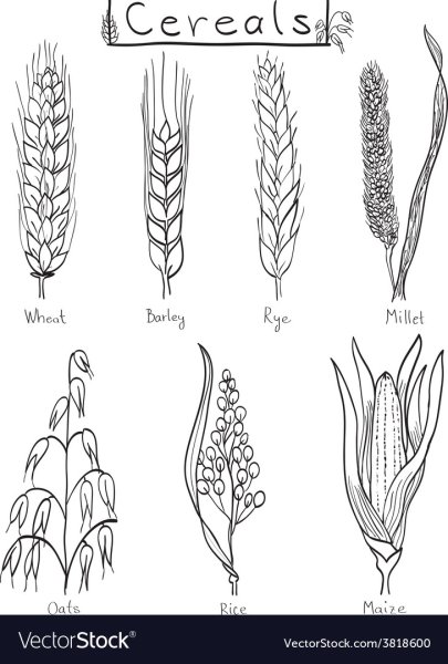 Раскраски злаковые для детей
