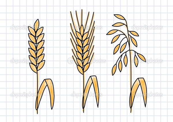 Рисование в подготовительной группе колоски пшеницы