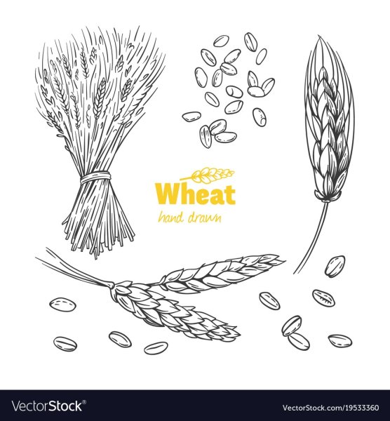 Нарисовать пшеницу карандашом