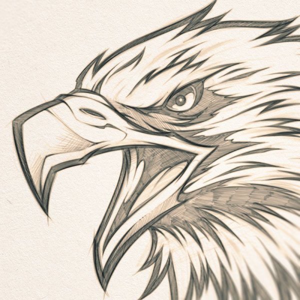 Белоголовый Орлан раскрасить