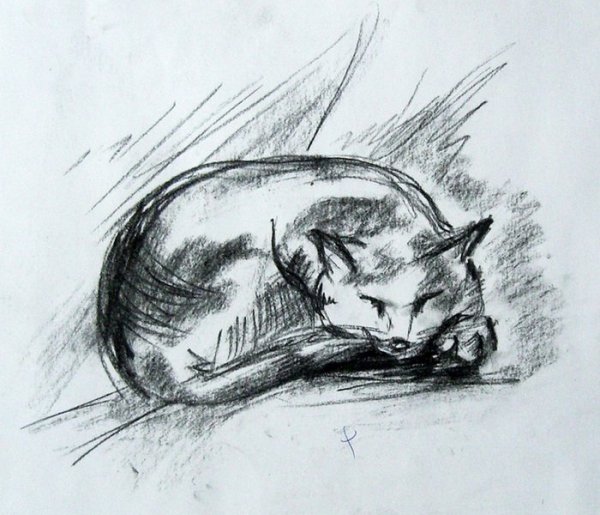 Зарисовки кошек