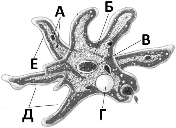 Амёба обыкновенная класс корненожки