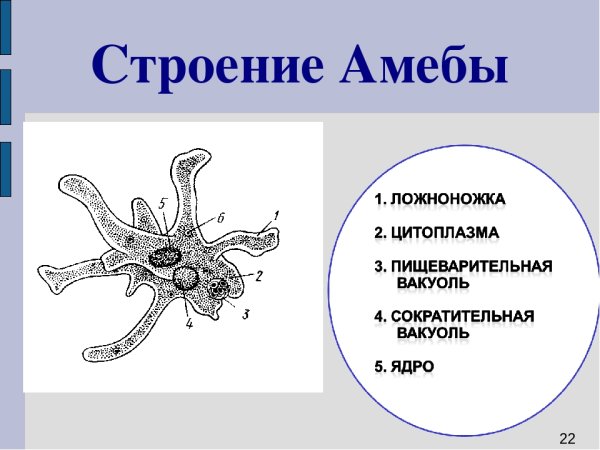 Строение клетки амебы обыкновенной