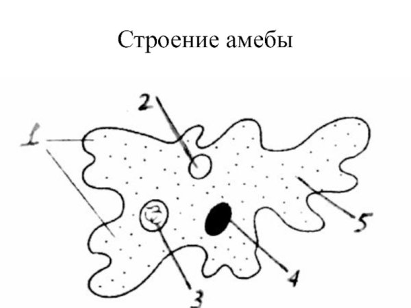 Амёба обыкновенная схема