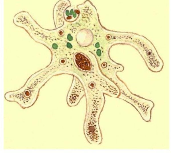 Амёба обыкновенная Протей
