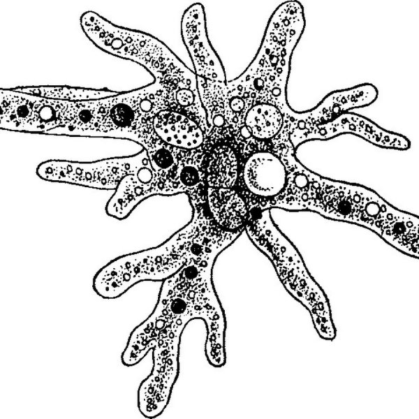 Корненожки амеба Протей