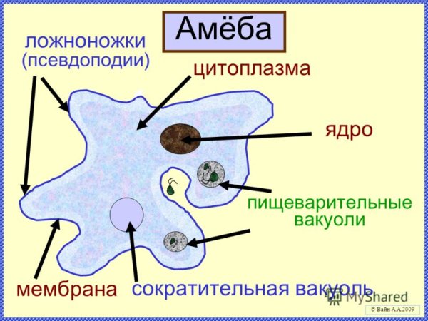 Мембрана у амебы обыкновенной