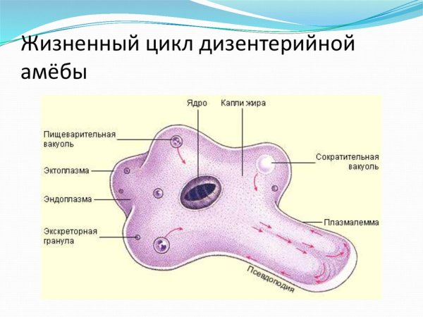 Дизентерийная амеба рисунок с подписями