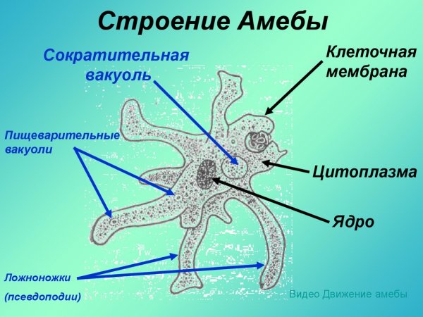 Амёба обыкновенная схема