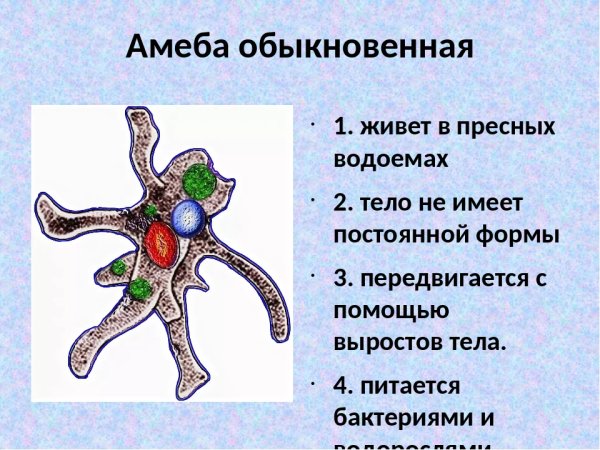 Амёба обыкновенная 5 класс биология