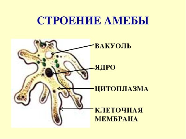 Строение амебы обыкновенной