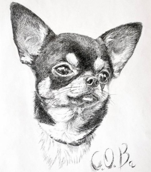 Чихуахуа рисунок