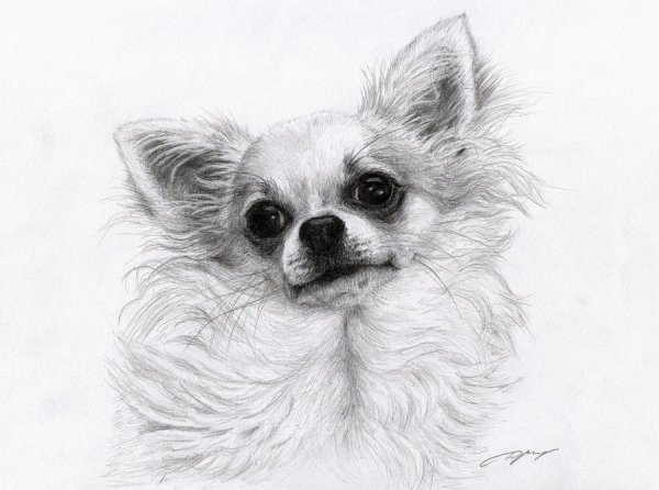 Чихуахуа длинношерстные рисунок