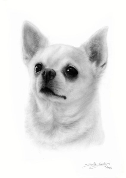 Стандарт породы чихуахуа РКФ