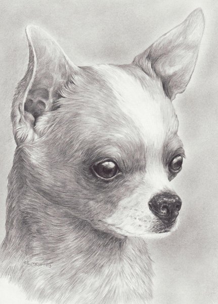 Той терьер сбоку