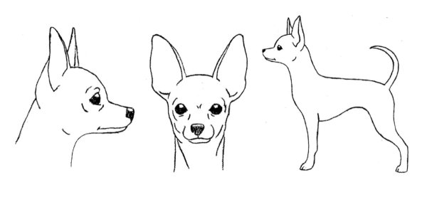 Раскраска чихуахуа