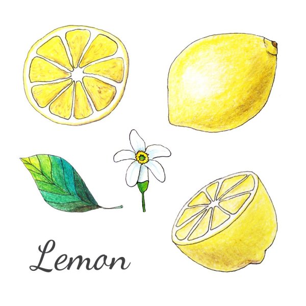 Лион нарисовать