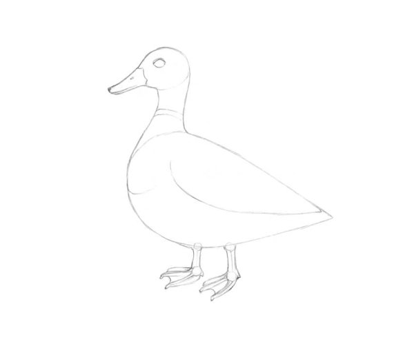 Утка спереди рисунок