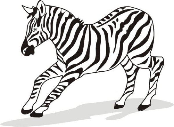 Гравюра Зебра