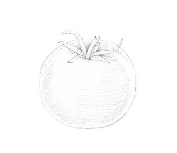 Помидор рисунок карандашом