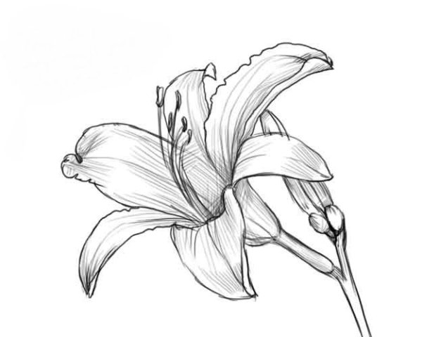 Рисунки цветов для срисовки