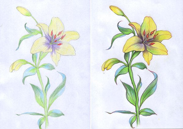Тату лилии ЭСКИЗЫЭСКИЗЫ
