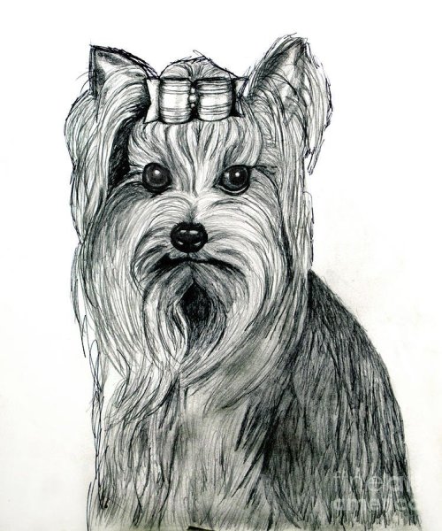 Скетч собака Йоркширский терьер