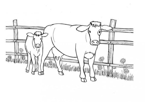 Раскраска корова с теленком