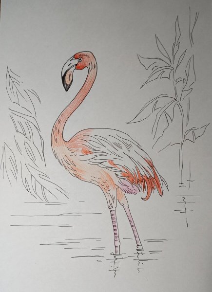 Фламинго для срисовки легко