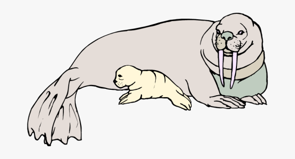 Морж туториал