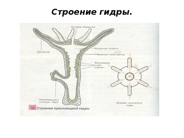 Тип Кишечнополостные строение 7 класс биология