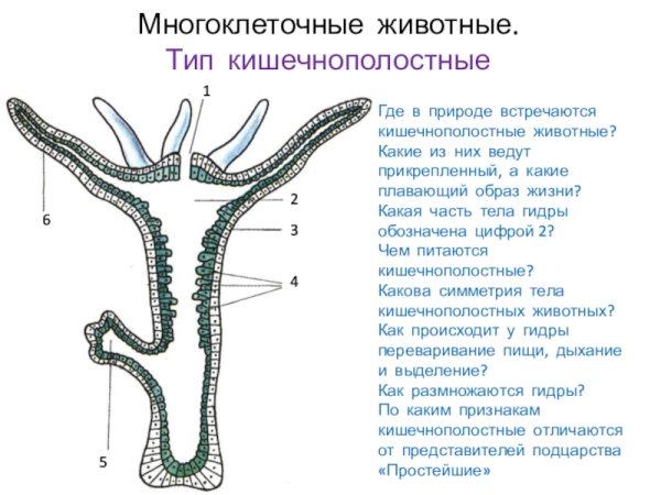 Зарисовка Лернейская гидра