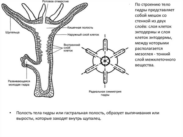 Лернейская гидра змея
