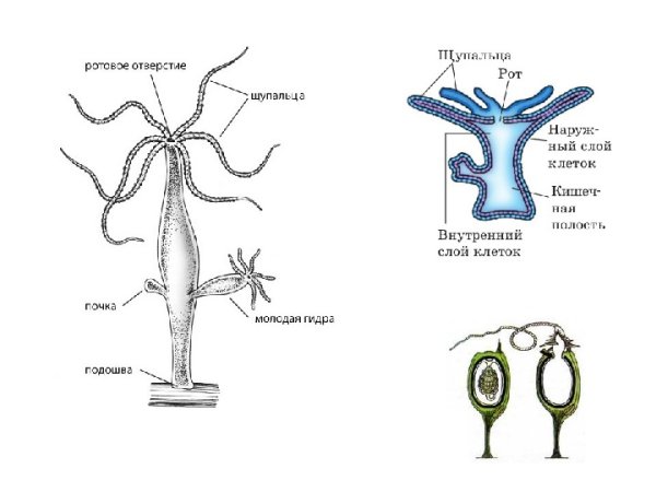Гидра Кишечнополостные