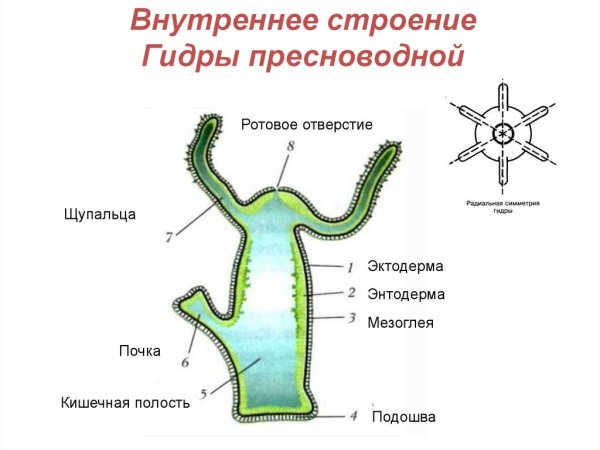 Кишечнополостные полип гидра