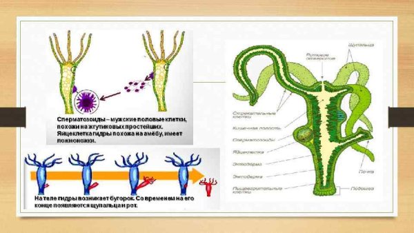 Строение пищеварительной системы кишечнополостных схема