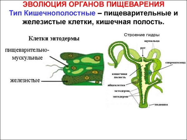 Схема строения пресноводной гидры