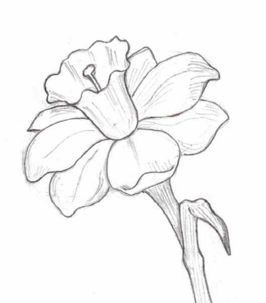 Нарцисс карандашом