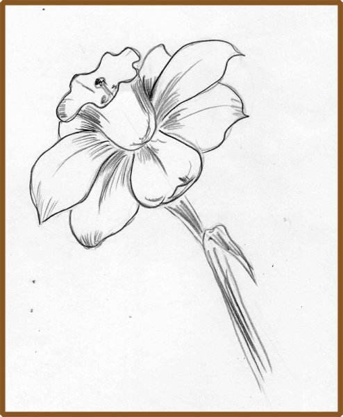 Нарцисс карандашом