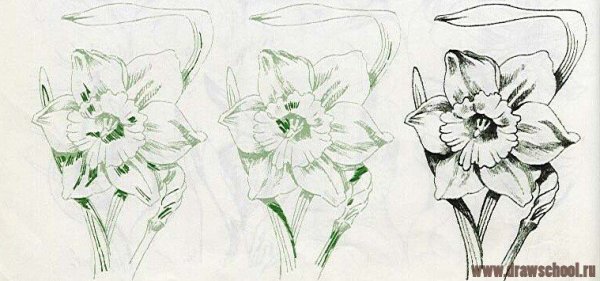 Срисовка цветка нарцисса