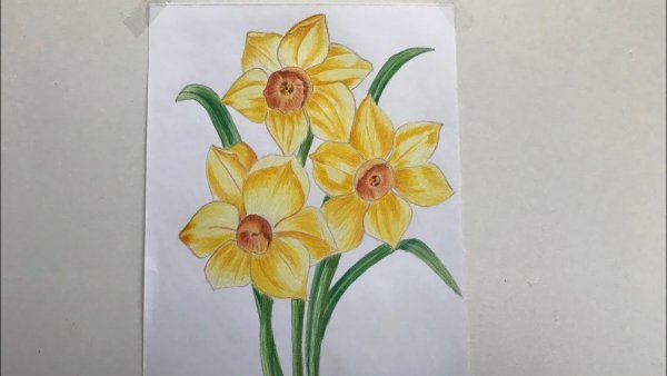 Поэтапное рисование нарцисса