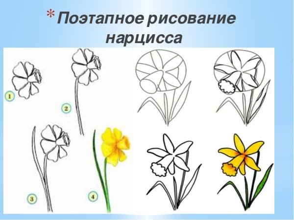 Поэтапное рисование нарциссов