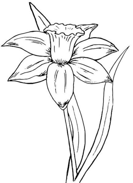 Нарцисс рисунок для детей