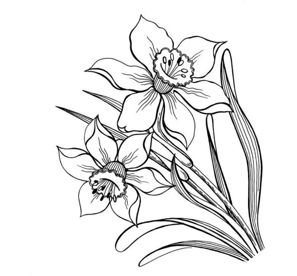 Daffodil раскраска