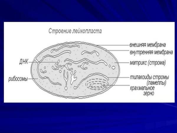 Лейкопласты строение рисунок